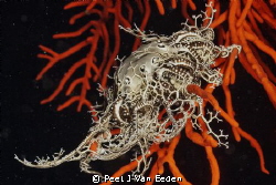 Catching arms of a Basket Star collecting food particles by Peet J Van Eeden 